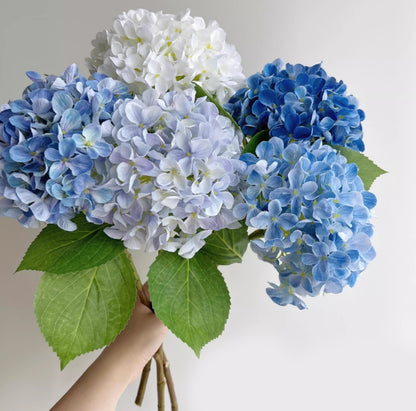 Hydrangea